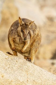 Rock wallaby in Australie II van Geke Woudstra