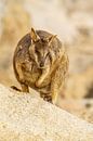 Rock wallaby in Australie II van Geke Woudstra thumbnail