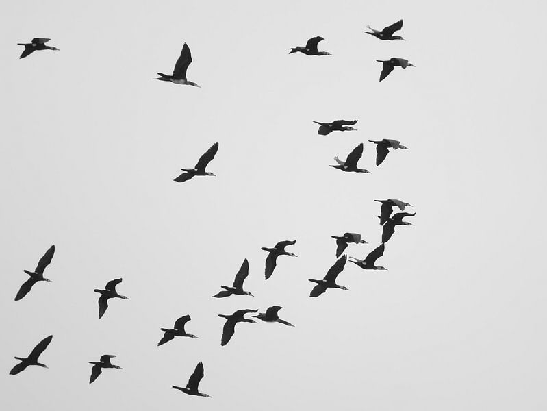 A Flock of Cormorants by Jörg Hausmann