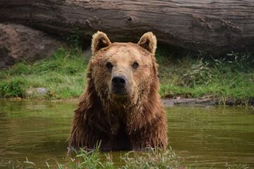 bruine beer in het water kijkt recht in de camera van Robin Verhoef