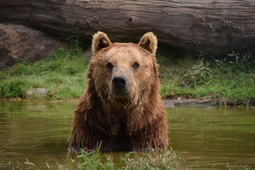 un ours brun dans l'eau regarde droit dans la caméra par Robin Verhoef