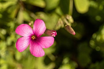 Isolierte rosa Blume auf grünem Hintergrund von thomaswphotography