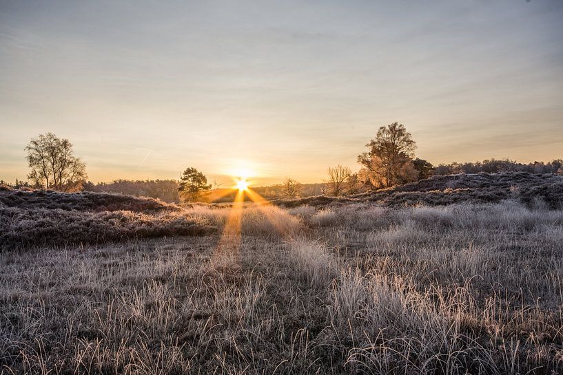fauna and flora by Bart Liesenborgs