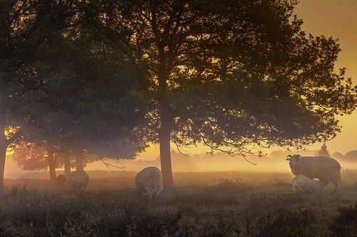 Lever de soleil sur les moutons