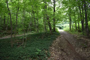 Eine Kröte in einem sommerlichen Laubwald von Claude Laprise