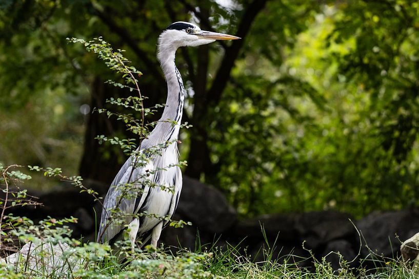 Der Blaue Wächter von Diede Schutten