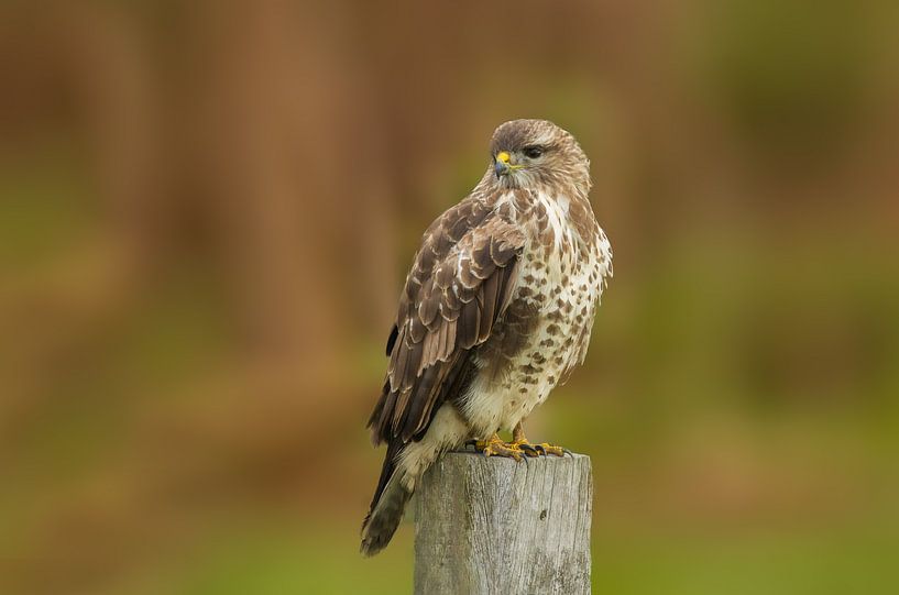 Bussard von Peter Deschepper