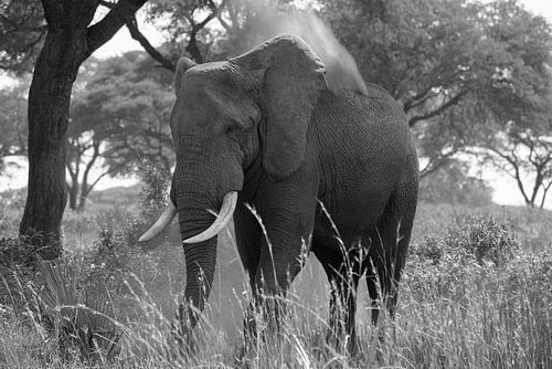 African elephant, Loxodonta africana