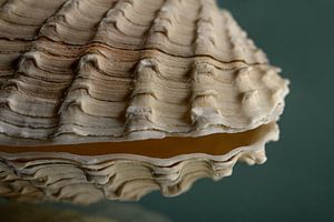 Beige - taupefarbene Muschel mit türkisfarbenem Hintergrund