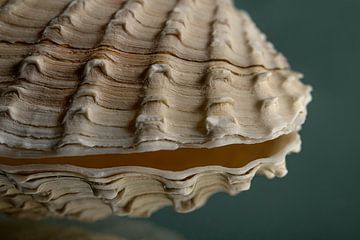 Beige - taupe kleurige schelp met turqouise achtergrond van Marjolijn van den Berg