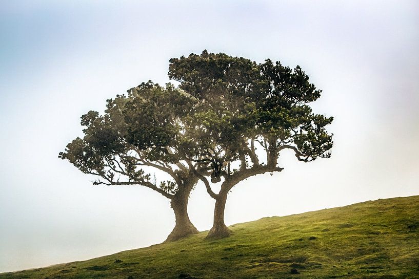 Duo d&#039;arbres féeriques sur une pente brumeuse I | Fanal | Madère | Photographie de voyage par Daan Duvillier | Dsquared Photography