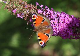 Peacock butterfly
