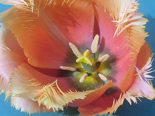 tulp