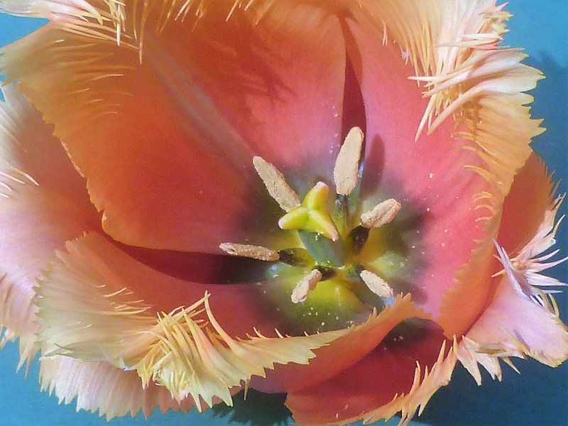 tulp von Ton Horst
