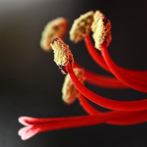 Amaryllis-4_SvD