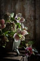 Helleborus in tinnen schaal