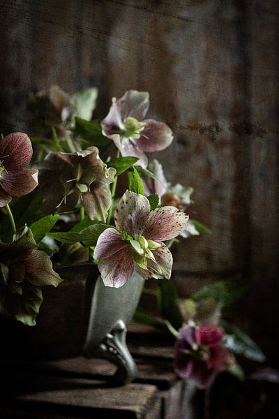 Helleborus in tinnen schaal van Saskia Schepers