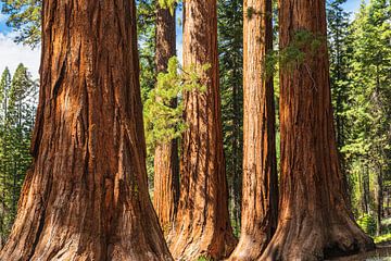 Sequoia's in Mariposa Grove, Yosemite National Park, Californië, Verenigde Staten, VS, van Markus Lange