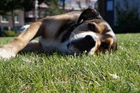 Sunny dog