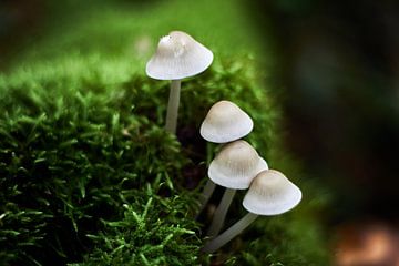 A small white mushroom family rises out of the green moss by Stefanie Orlati