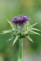 Milchdistel