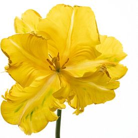 Parrot Tulip yellow front by Anjo Kan