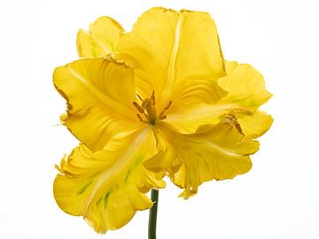 Parrot Tulip yellow front