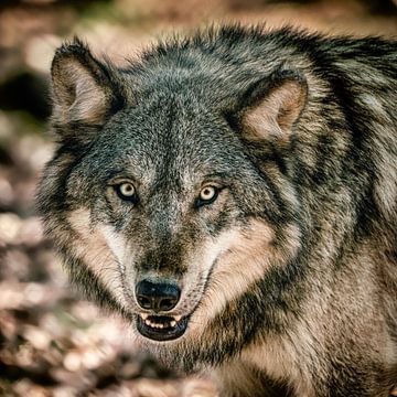Wolf by Lars van de Goor