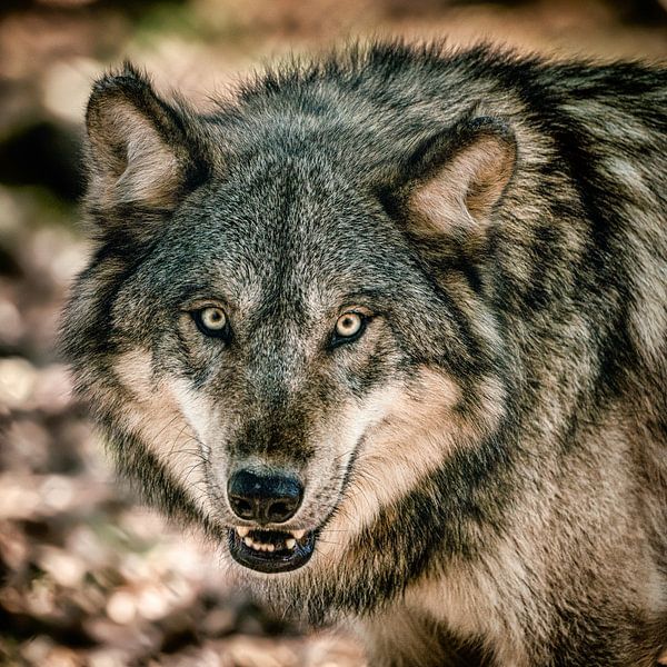 Wolf van Lars van de Goor