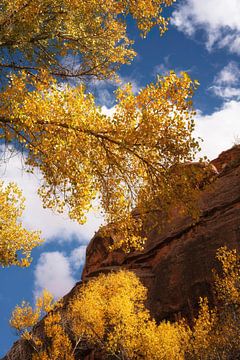Feuillage d'automne sur Martin Podt