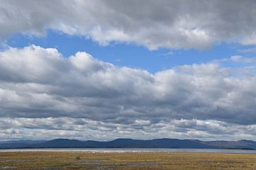 Des oies des neiges sur le fleuve sur Claude Laprise