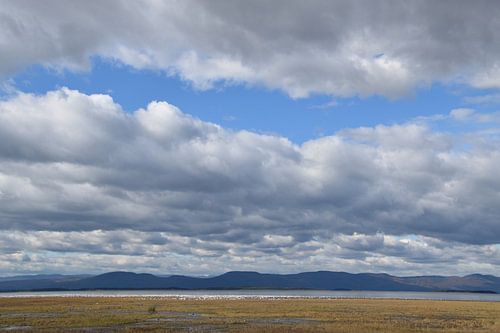 Sneeuwganzen op de rivier