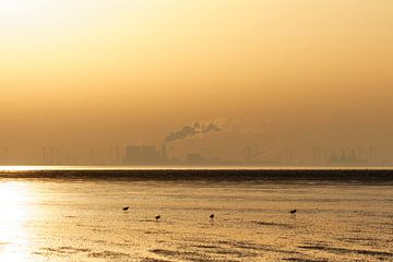 Austernfischer im Sonneuntergang vor holländicher Fabrik im Watt von Ostfriesenfotografie