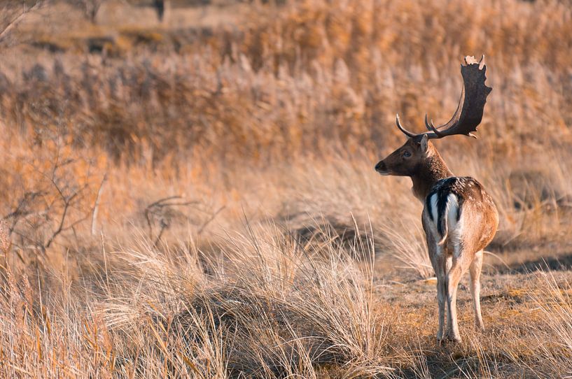 Fallow deer by Photography by Cynthia Frankvoort