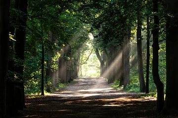 A beautiful forest path, plenty of sunshine (Jacob's ladder).