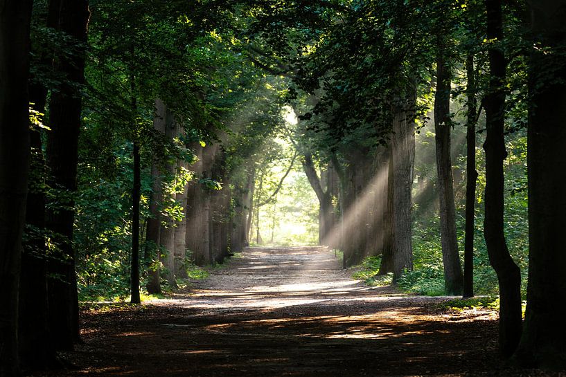 A beautiful forest path, plenty of sunshine (Jacob's ladder). by Rob Smit