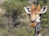 Portret Giraffe op de Savanne