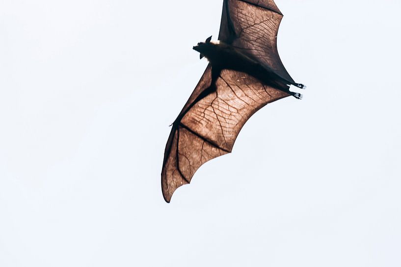 Bat Wings kleur von Rebecca Gruppen