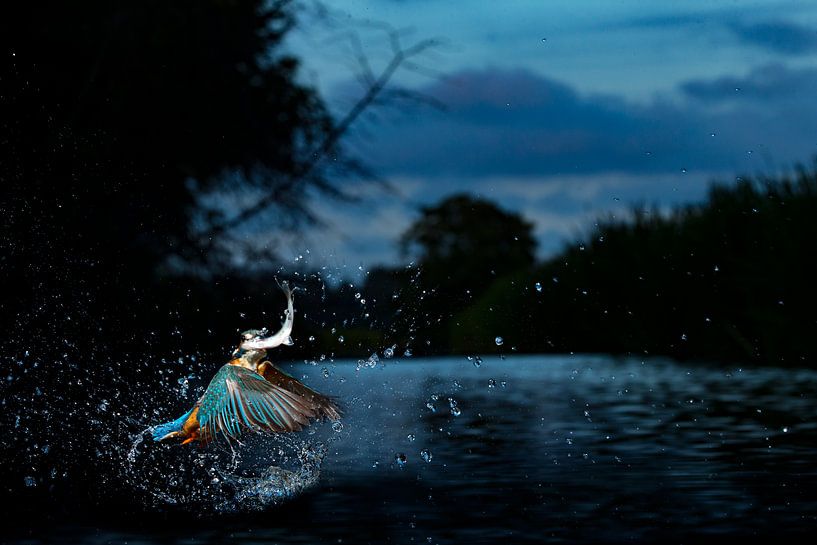Kingfisher catches fish during the blue hour by Jeroen Stel