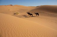 De woestijnen van de Sahara en het Landschap van Zandduinen bij Zonsopgang, Afrika van Tjeerd Kruse thumbnail