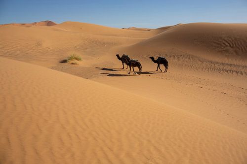 De woestijnen van de Sahara en het Landschap van Zandduinen bij Zonsopgang, Afrika