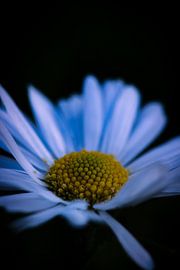 de paardebloem in de winter van Wietske Uffelen