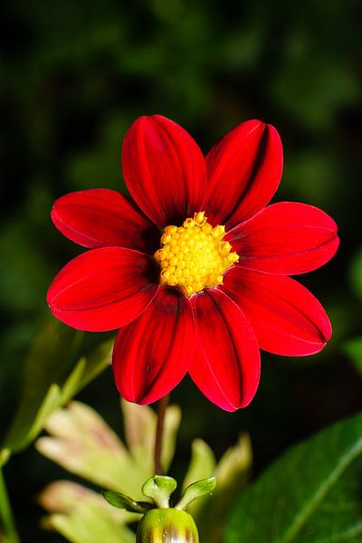 Dahlia rood par Johan Slagers