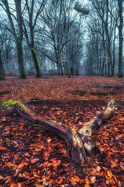 Le pays des huards par Roy IJpelaar