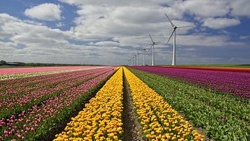 Flowers and Windmills... typical Dutch van BSNF
