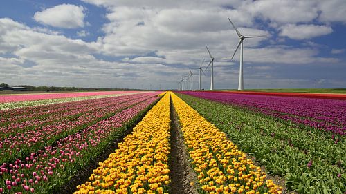 Fleurs et moulins à vent... typiquement hollandais