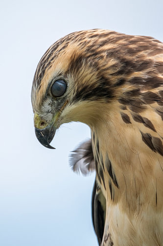 Close-up of a buzzard (1)