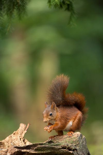 Red Squirrel  par Menno Schaefer