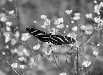 Papillon zèbre entre les fleurs en noir et blanc sur Jose Lok