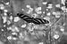 Zebravlinder tussen de bloemetjes in zwart wit van Jose Lok